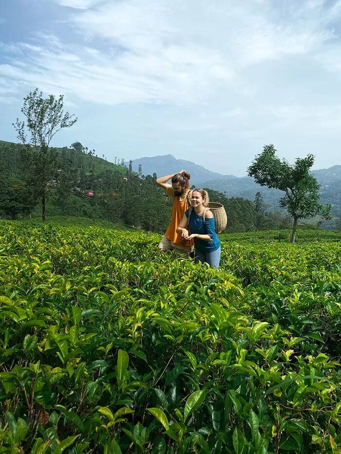 Tea plantations surrounding Ella