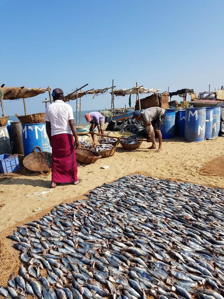 Negombo fishing boats