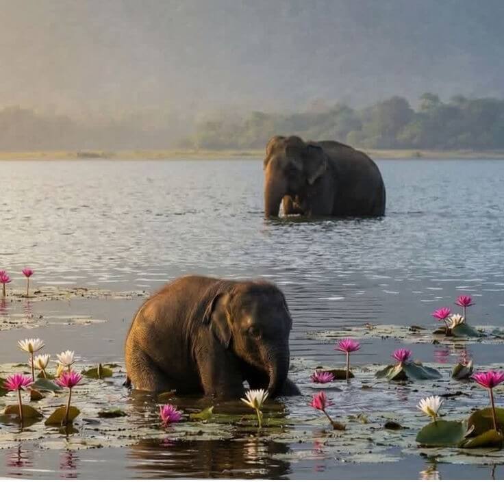 Sri Lankan tropical coastline