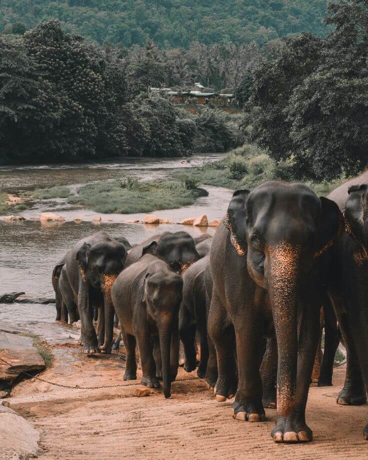 Sri Lankan wildlife in a natural landscape