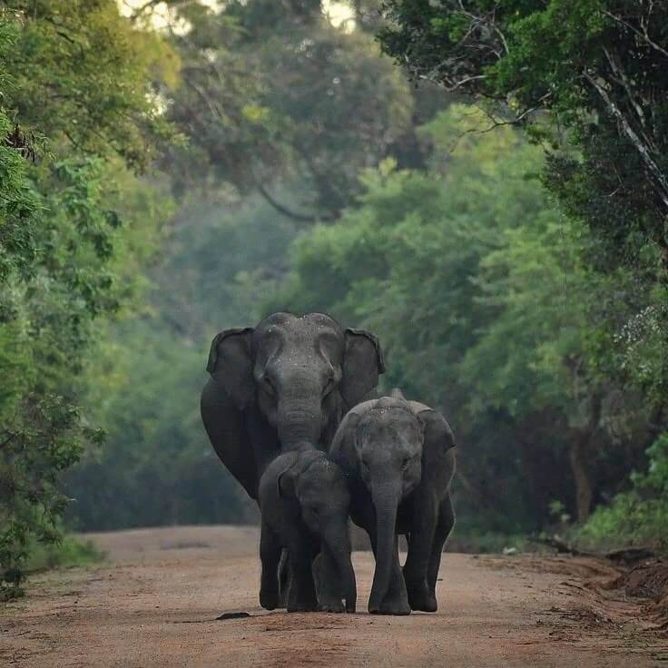 Sri Lankan elephant in the wild
