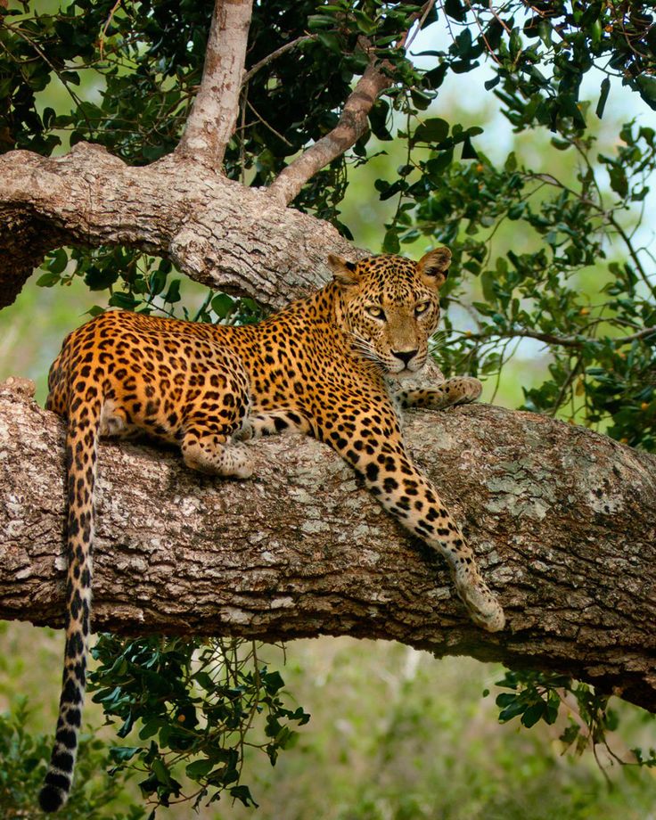 Sri Lankan leopard in the wilderness