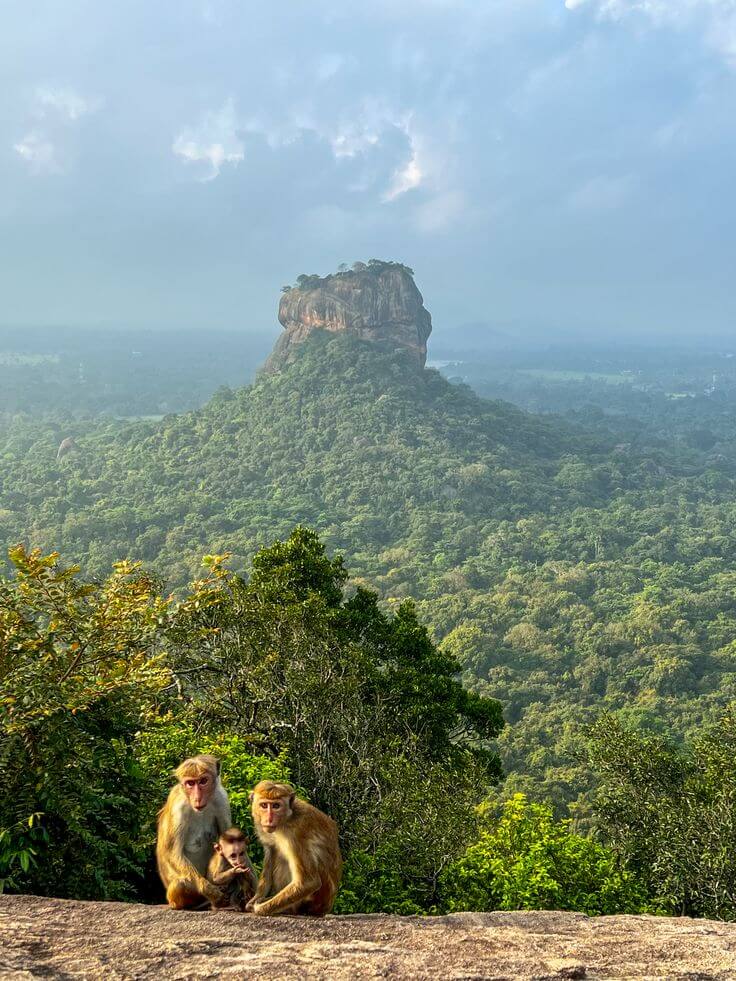 Birdlife and natural landscape in Sri Lanka