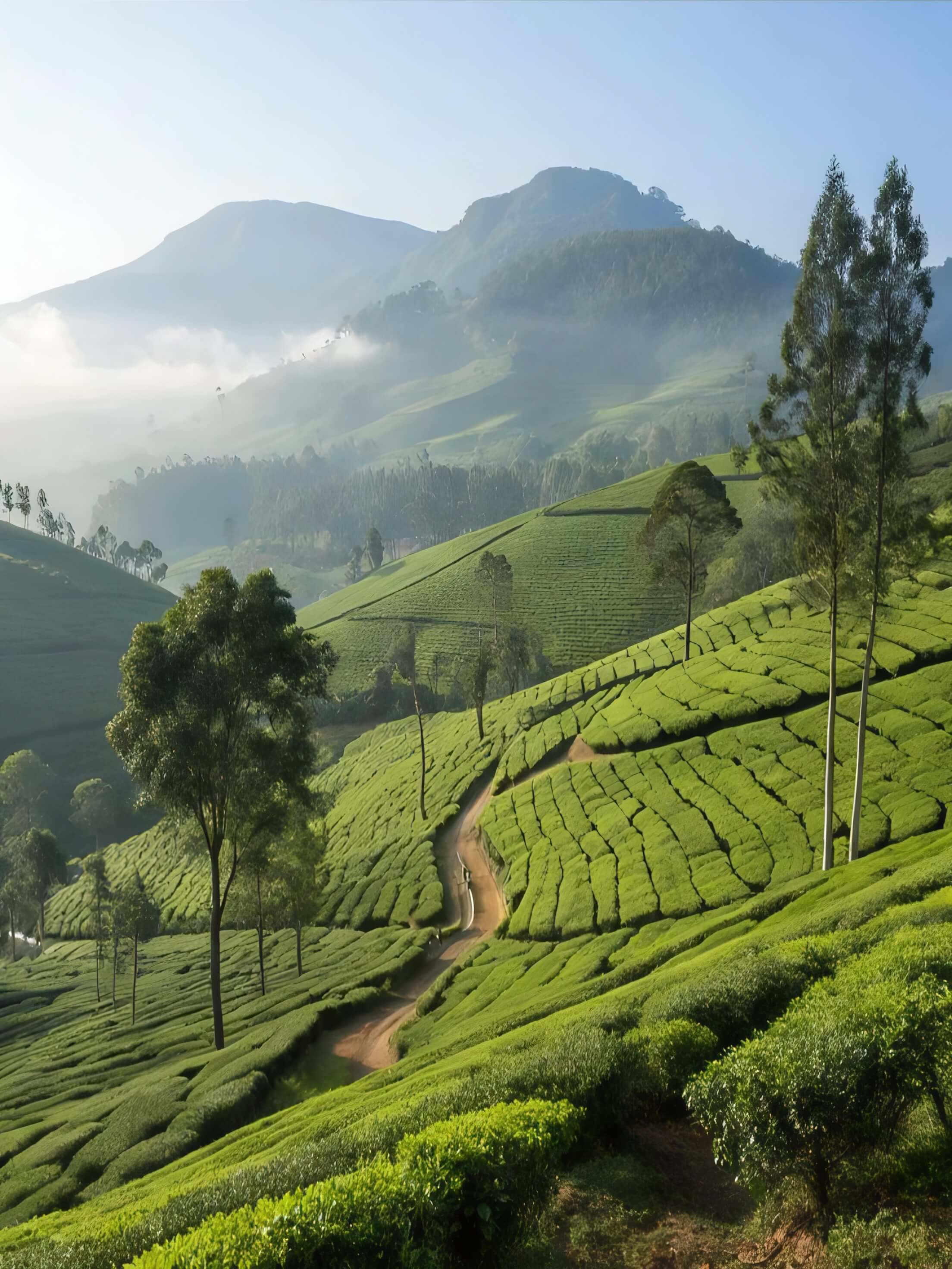 Sri Lankan tea trails and mountains