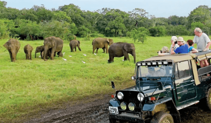 Safari landscape in a Sri Lankan national park