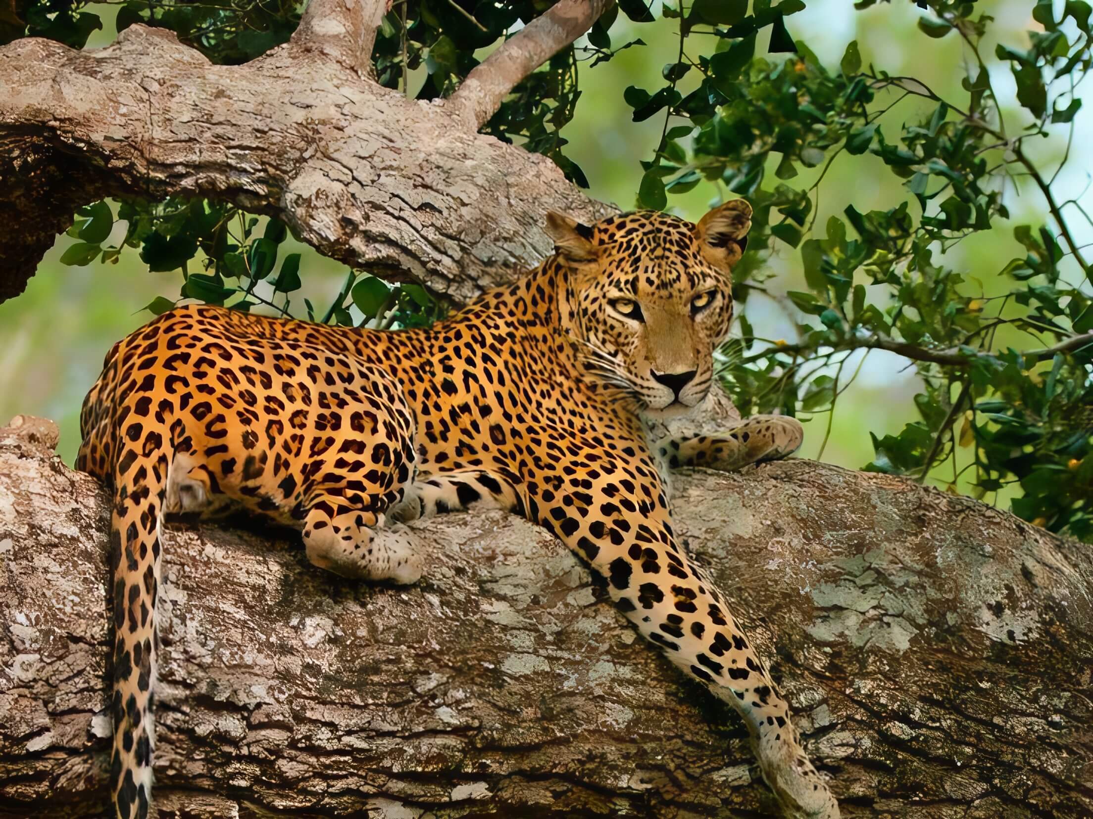 Sri Lanka in March