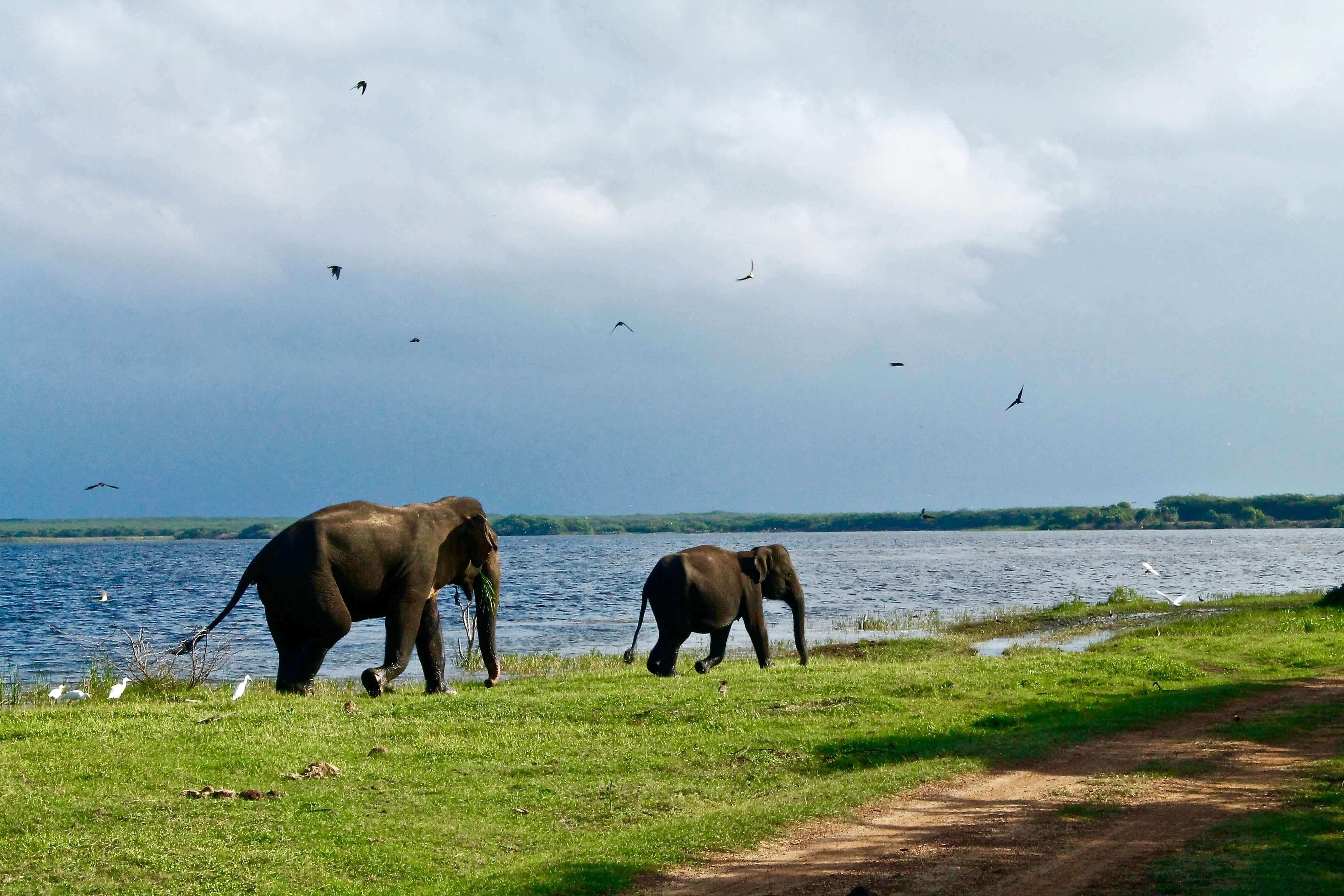 Wild elephants in Sri Lanka