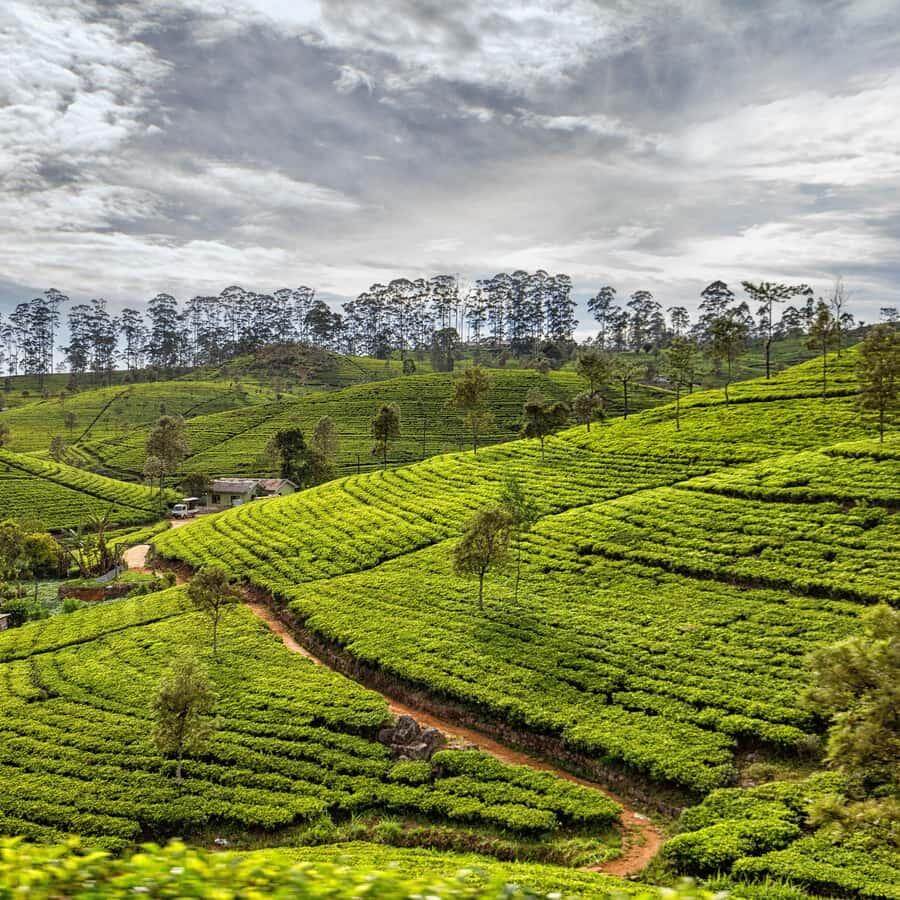 Sri Lankan countryside