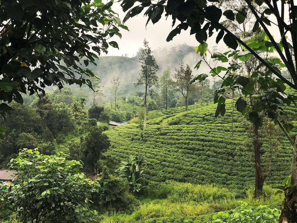 Ella mountains and tea country