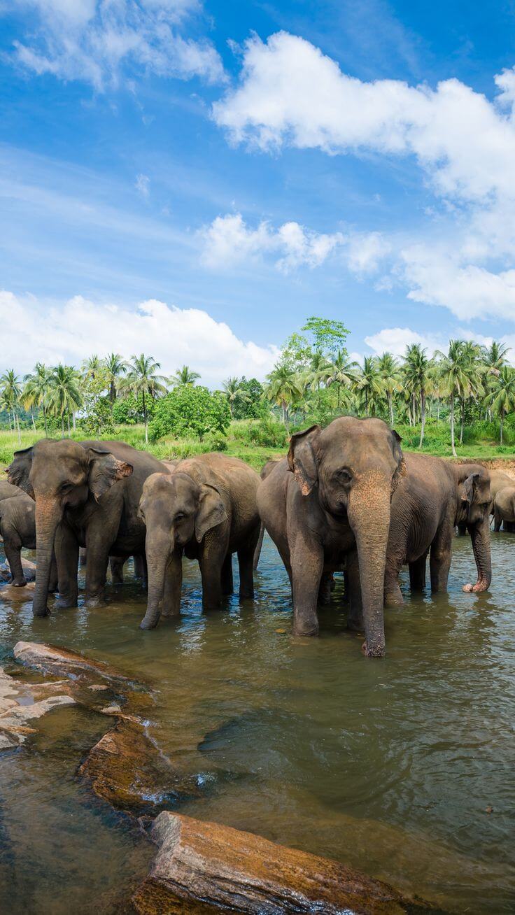 Family wildlife experience in Sri Lanka