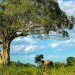 How a Safari in Sri Lanka Changes How You See the Wild | 2026 Guide