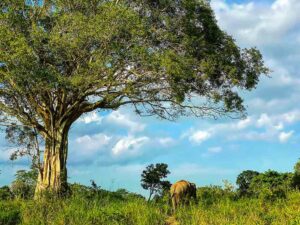 How a Safari in Sri Lanka Changes How You See the Wild | 2026 Guide