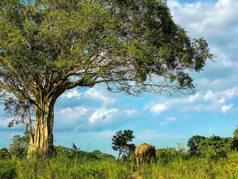 Sri Lanka Safari