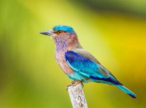 Sri Lanka in Monsoon: Why the Wet Season Is Underrated | 2026 Guide