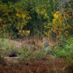 Leopard Safari Sri Lanka 2026: Best Parks, Tours & Wildlife Guide