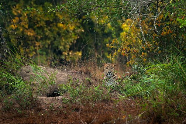 Leopard Safari Sri Lanka 2026: Best Parks, Tours & Wildlife Guide