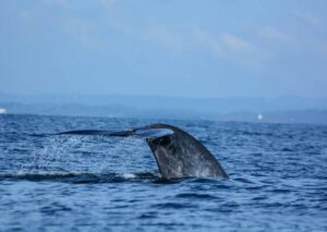 Exploring Mirissa, Sri Lanka: Whale Watching and Dolphin Adventures
