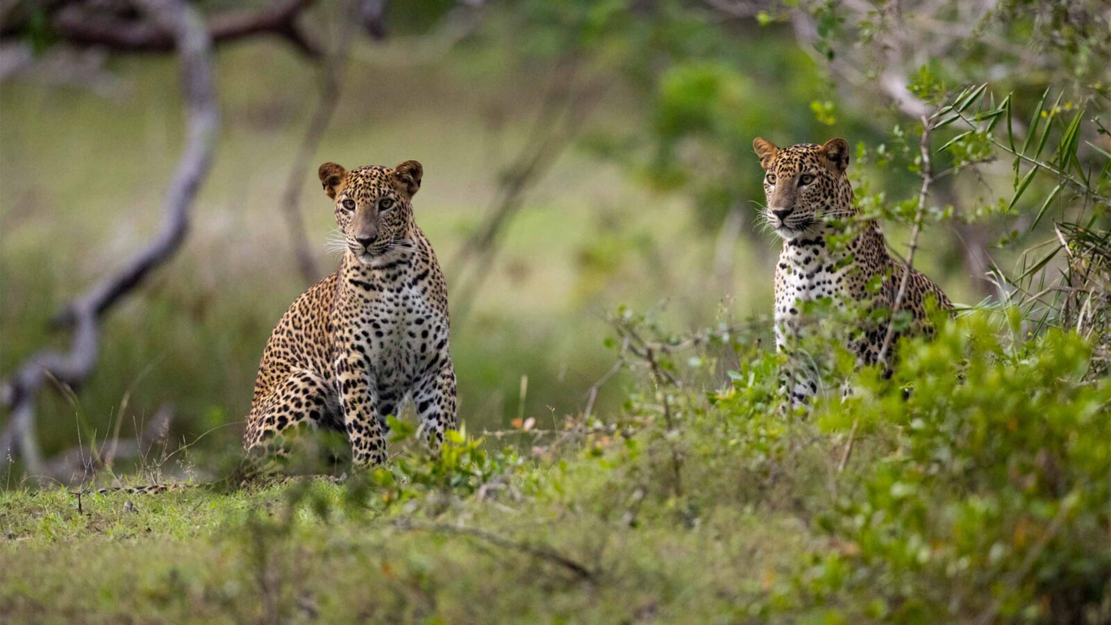 Day 2 — DAY 2 & 3 | WILPATTU - THE QUIET WILDERNESS | The Slow Wild: Tea, Temples & Leopard Trails 10-Day Private Small Group Journey Sri Lanka