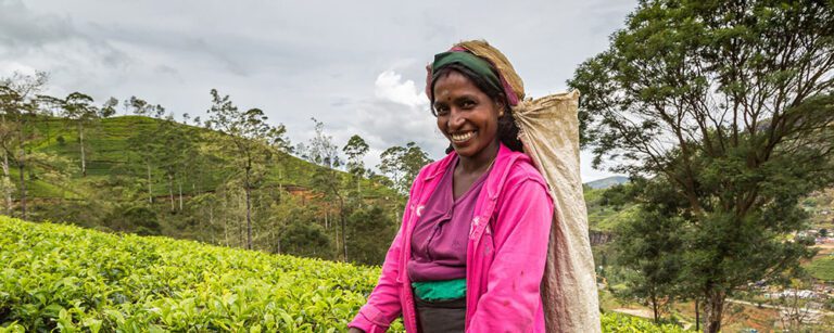 tea plantation stay sri lanka luxury estate view
