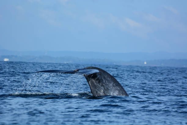 Sri Lanka tour packages