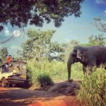 Beyond the Safari: Inside Sri Lanka's Most Exclusive Wildlife Retreats