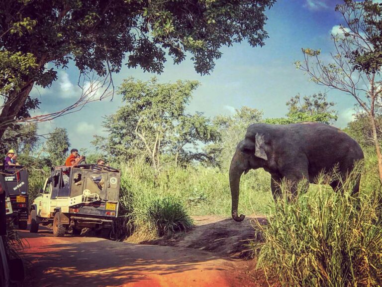 Yala National Park