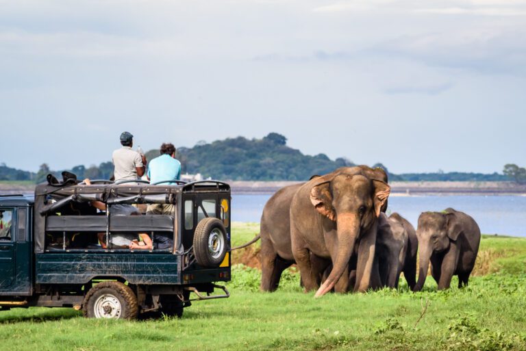 Wildlife Tours