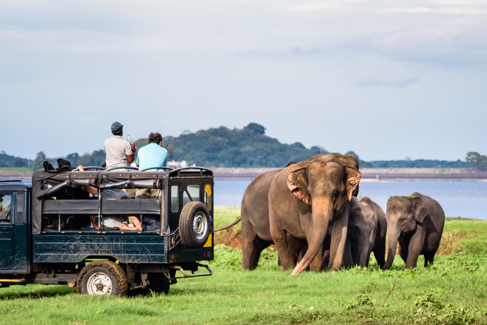 Sri Lanka Wildlife Tours: Uncover the Untamed Beauty of the Island