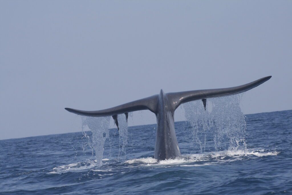 Whale Watching Sri Lanka
