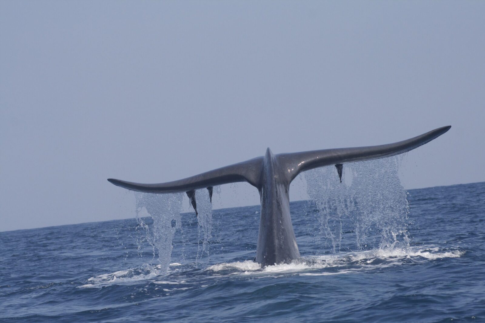 Mirissa Whale Watching
