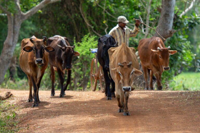 Sri Lanka Adventure Tours
