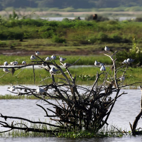 Tissamaharama Bundala National Park