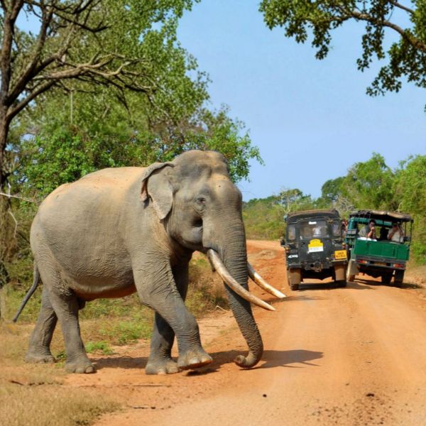 Yala National Park