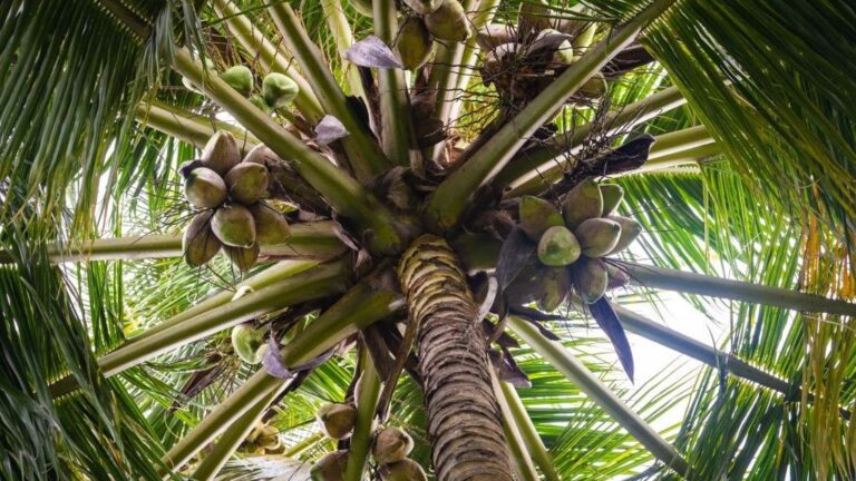 Coconut Museum Sri Lanka