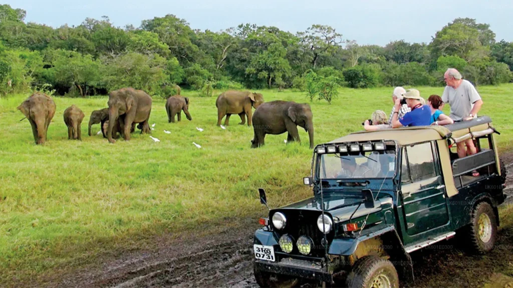 Bundala National Park Safari