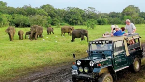 Elephants in Sri Lanka: The Ultimate Guide to Spotting Asia’s Gentle Giants