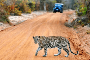 Sri Lankan Leopards: The Ultimate Guide to Spotting Asia’s Most Elusive Big Cat