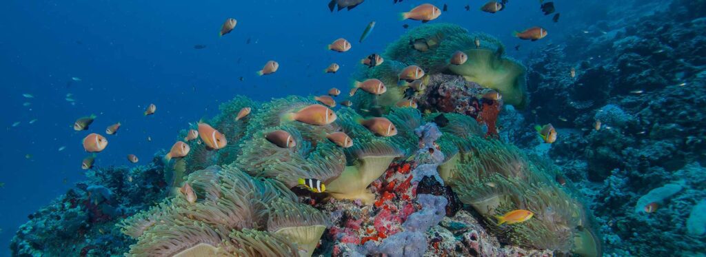 Diving and Snorkelling Sri lanka
