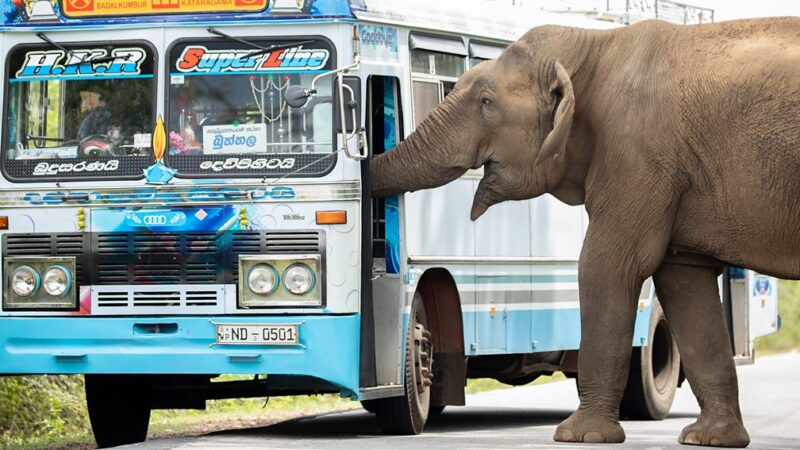 Raja elephant, tax collector elephant, Raja elephant, tax collector elephant,