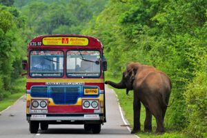 Raja the Tax Collector Elephant: The Viral Sensation Taking Over Sri Lanka