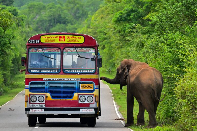 Raja elephant tax collector elephant