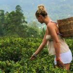 Private Sri Lanka Journey 2027 | 11-Day Itinerary, Hotels & Highlights