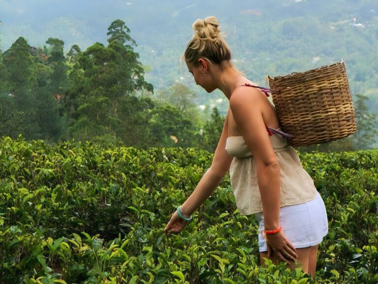 Authentic Sri Lanka Experiences